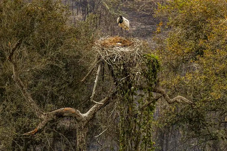 Marcelo Camargo/Agência Brasil Corumbá (MS) - 26/12/2024 - 100 fotos melhores de 2024, retrospectiva - Foto feita em 30/06/2024 - Tuiuiú, ave símbolo do Pantanal, proteje seu ninho em meio aos incêndios florestais no Pantanal. Foto: Marcelo Camargo/Agência Brasil