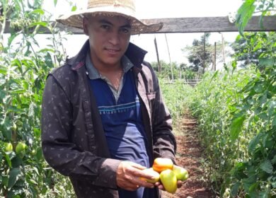 cosechadetomate.mag.tomate.colonia.2026