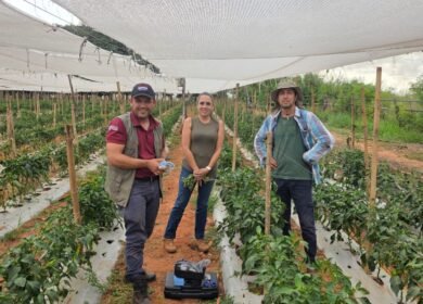 mag.israel.paraguay.alianza.producción