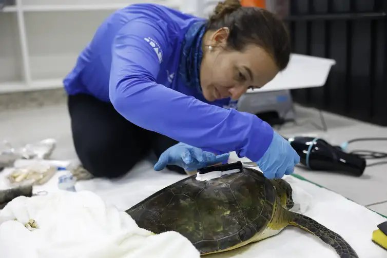 Fernando Frazão/Agência Brasil Pontal do Paraná (PR), 19/05/2026 – A pesquisadora Camila Domit faz a instalação de dispositivo para monitoramento em uma tartaruga-verde (Chelonia mydas) pelo Programa de Recuperação da Biodiversidade Marinha (Rebimar), no Laboratório de Ecologia e Conservação da Universidade Federal do Paraná. Foto: Fernando Frazão/Agência Brasil