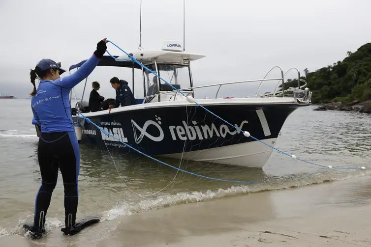 Fernando Frazão/Agência Brasil Paranaguá (PR), 19/05/2026 – Expedição da equipe de pesquisadores do Programa de Recuperação da Biodiversidade Marinha (Rebimar) conduz captura para monitoramento de tartarugas-verde (Chelonia mydas), na Ilha das Cobras. Foto: Fernando Frazão/Agência Brasil