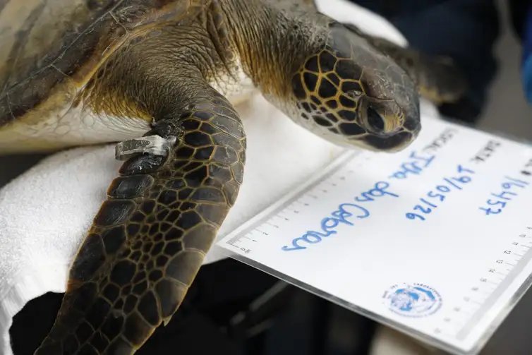 Fernando Frazão/Agência Brasil Paranaguá (PR), 19/05/2026 – A pesquisadora Camila Domit conduz monitoramento de tartarugas-verde (Chelonia mydas) pelo Programa de Recuperação da Biodiversidade Marinha (Rebimar), na Ilha das Cobras. Foto: Fernando Frazão/Agência Brasil
