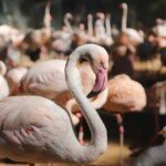 Foz do Iguaçu - Parque das Aves. Foto: José Fernando Ogura/ANPr