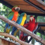 Foz do Iguaçu - Parque das Aves. Foto: José Fernando Ogura/ANPr